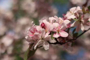 Obraz premium Close-up of blossoming ornamental apple tree. Beautiful apple tree flowers. Close-up flowers, petals and stamens. Spring background. Blooming apple tree in the park. Peaceful nature background