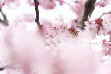 桜の花