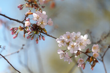 桜の花