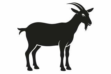 goat isolated on white