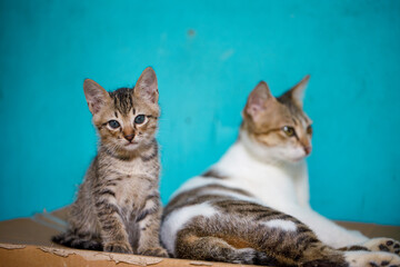 Portrait of a grey striped kitten, he lies and looks at the camera, against the background of a mother cat.