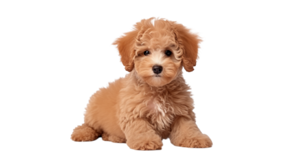 A fluffy tan poodle puppy sits facing forward against a  space transparent background png