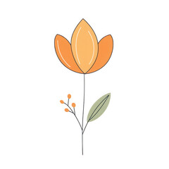 Isolated orange flower illustration vector art drawing floral design botanical art on transparent background