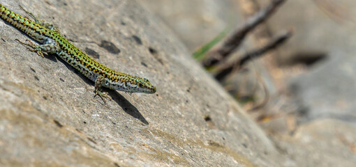 Small lizard on the rock