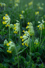 Blooming natural wild cowslip (primula veris) in spring in April in Latvia