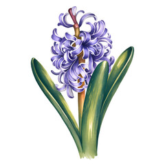 Hyacinth Watercolor Design Illustration