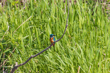 エサを獲るカワセミ