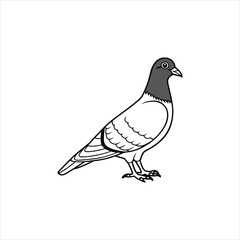 pigeon