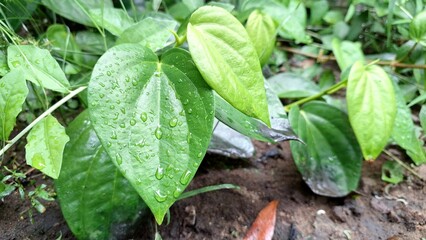 Heart-Shaped Betel Leaves of Piper Betle Plant, Vibrant and Glossy Green Herb Growing in Garden, Traditional Asian Herbal Medicine Ingredient