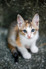 Portrait of a homeless, abandoned tricolor kitten, he sits and looks up at the camera.