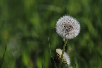 dandelion blossom blow ball taraxacum flower macro detail close up bokeh. dandelion seeds fly from a flower on a dark background. botany and bloom growth propagation
