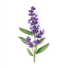 Fototapeta premium Lavender floral sprig illustration on white background