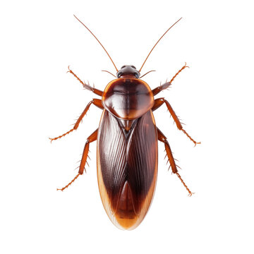 Close up top down view of a brown cockroach isolated on a  transparent background png