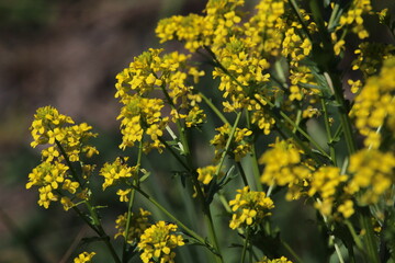 Barbarea vulgaris (lat. Barbarea vulgaris) is blooming in the meadow. Inflorescence Barbarea vulgaris. Spring 2025.
