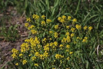 Barbarea vulgaris (lat. Barbarea vulgaris) is blooming in the meadow. Inflorescence Barbarea vulgaris. Spring 2025.
