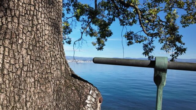 Close-up of a tree growing around an old metal railing next to the Lungomare Coastal Promenade near Lovran, Croatia. Power of nature. The famous seaside promenade is more then 100 years old.