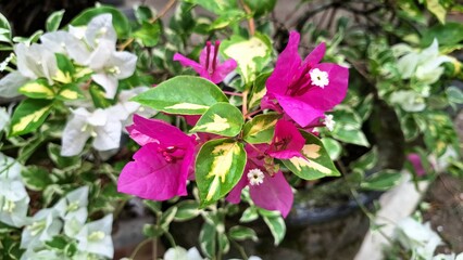 Close-up of Bougainvillea Glabra Variegata Flowers with White and Pink Petals Blooming Naturally in Tropical Sunlight