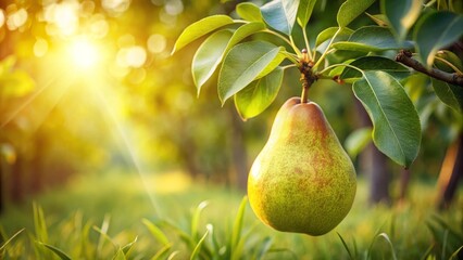 A single ripe pear hangs from a branch, bathed in warm sunlight, amidst lush green foliage and vibrant grass
