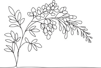 Elegant Wisteria Branch Line Art Illustration