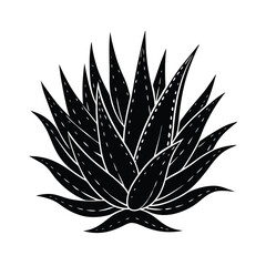 a detailed aloe vera plant