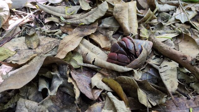 A hermit crab walking among dead leaves (Grand&rsquo;Rivi&egrave;re, Martinique, France)