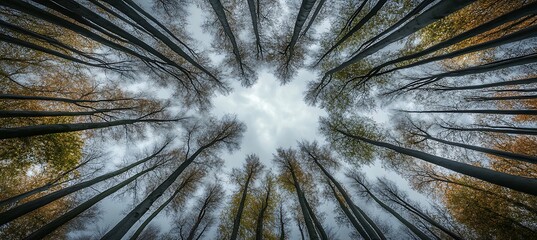A Low Angle View of the Bright Sky Through the Middle of a Dense Green Tree Canopy