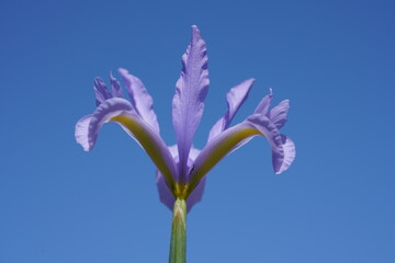 Spanish Iris (Iris xiphium)