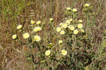 Common Andryala (Andryala integrifolia)