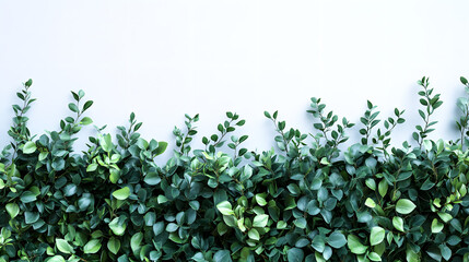 Lush greenery decoration horizontal pure white background nature indoor space minimalist view