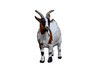 goat on white background