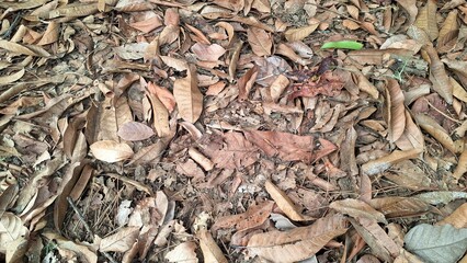 A thick layer of dry fallen leaves creates a natural ground cover and texture, with brown autumn hues scattered across the forest floor