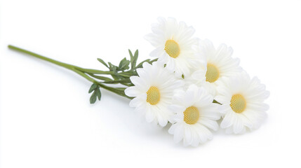 Fototapeta premium Single fresh cherry blossom flower with thin stem, isolated on pure white background, natural pink tones,