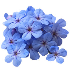 Closeup light blue flowers bunch