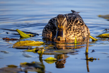 Mallard
