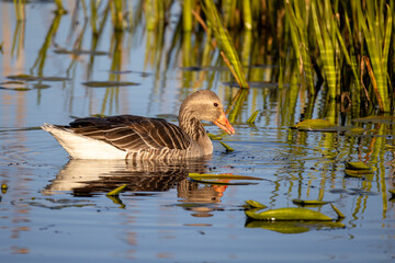 Greylag Goose