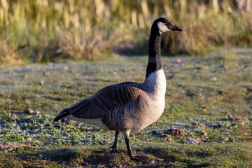 Canada Goose