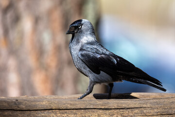 Western Jackdaw