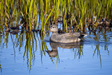 Greylag Goose
