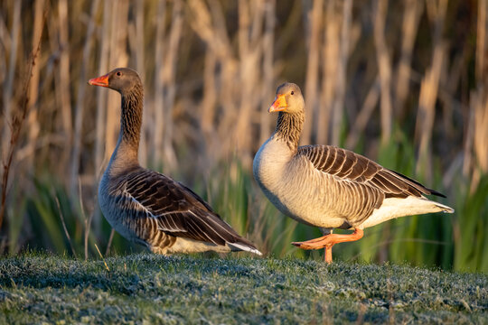goose on the beach