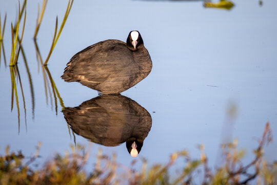 Coot