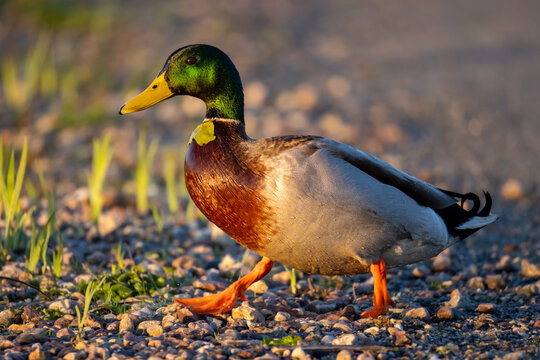 female mallard duck