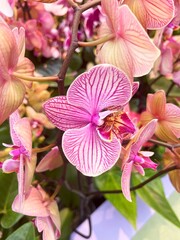 Lisse, the Netherlands. April 20, 2025. Colorful orchids at the Keukenhof in Lisse.