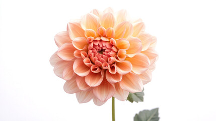 Fresh yellow rose with green leaves, isolated against plain white background, realistic texture,