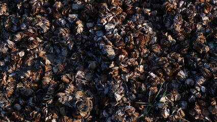 Full frame of dry plant cover the ground