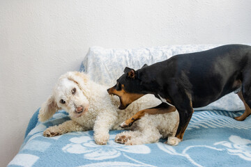 Small black dog biting a white poodle lying on a bed