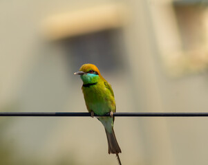 Chestnut-headed Bee-eater Bird-3