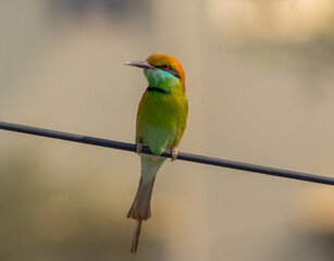 Chestnut-headed Bee-eater Bird-1