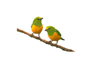 vector or illustration of a bird perched on a wooden branch
