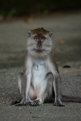 Female monkey potrait looking at camera