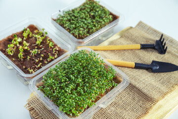 Sprouted lettuce, mustard, radish seeds and garden tools on a jute mat.